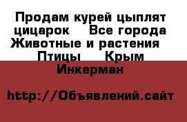 Продам курей цыплят,цицарок. - Все города Животные и растения » Птицы   . Крым,Инкерман